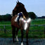 EQUISAFETY LED RECHARGEABLE BREASTPLATE PINK - Ormskirk Pets
