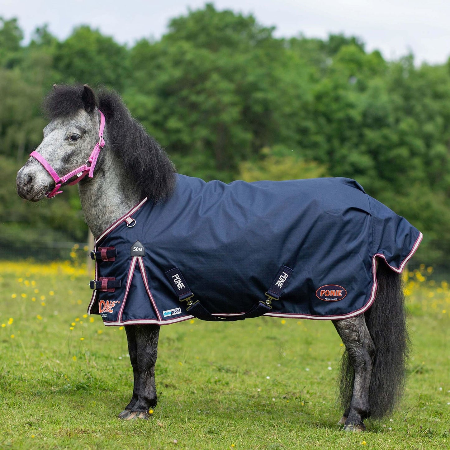 Gallop Ponie/Trojan Duraproof 50G 5-Point Std Neck Turnout Navy