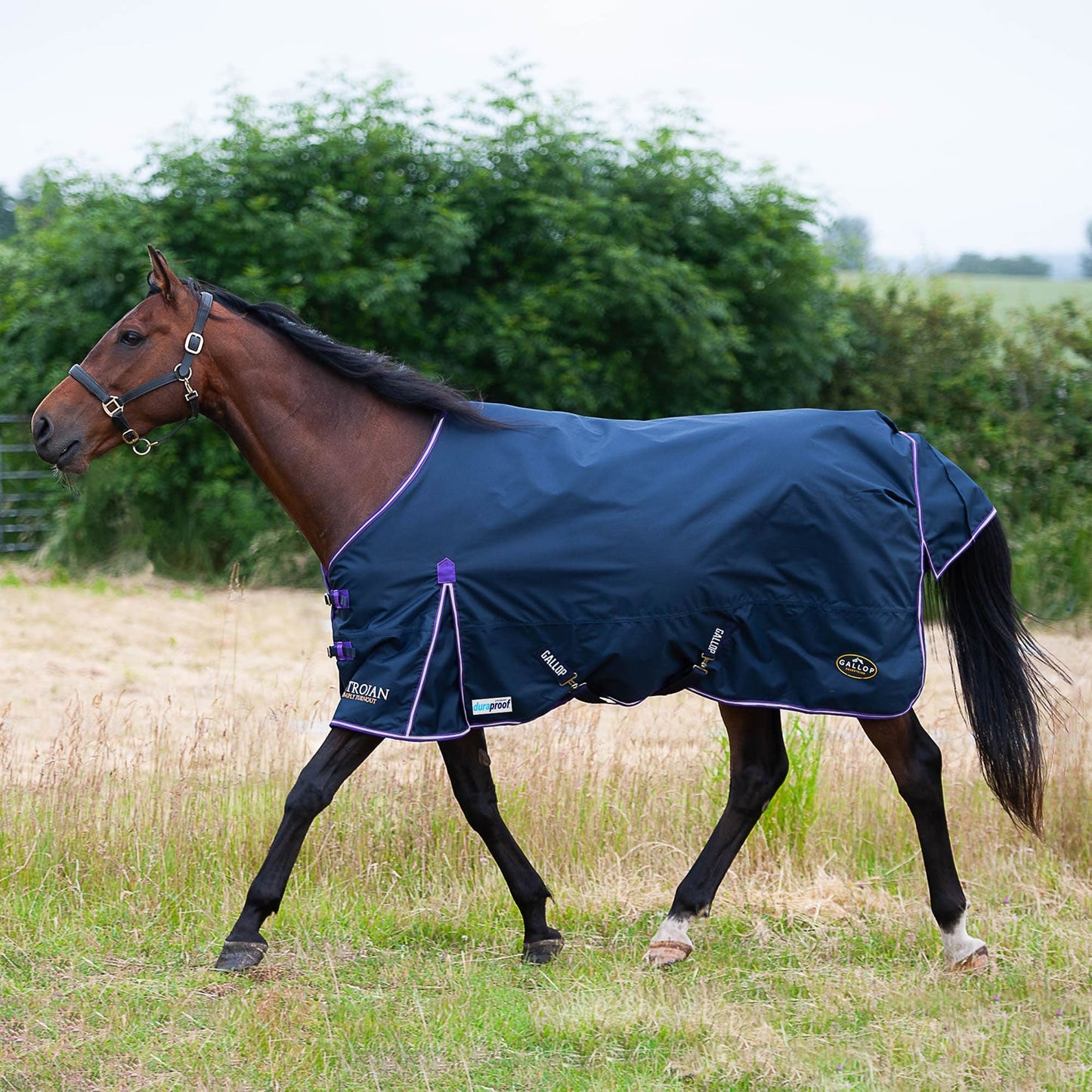Gallop Ponie/Trojan Duraproof 5-Point Std Lightweight Turnout Navy