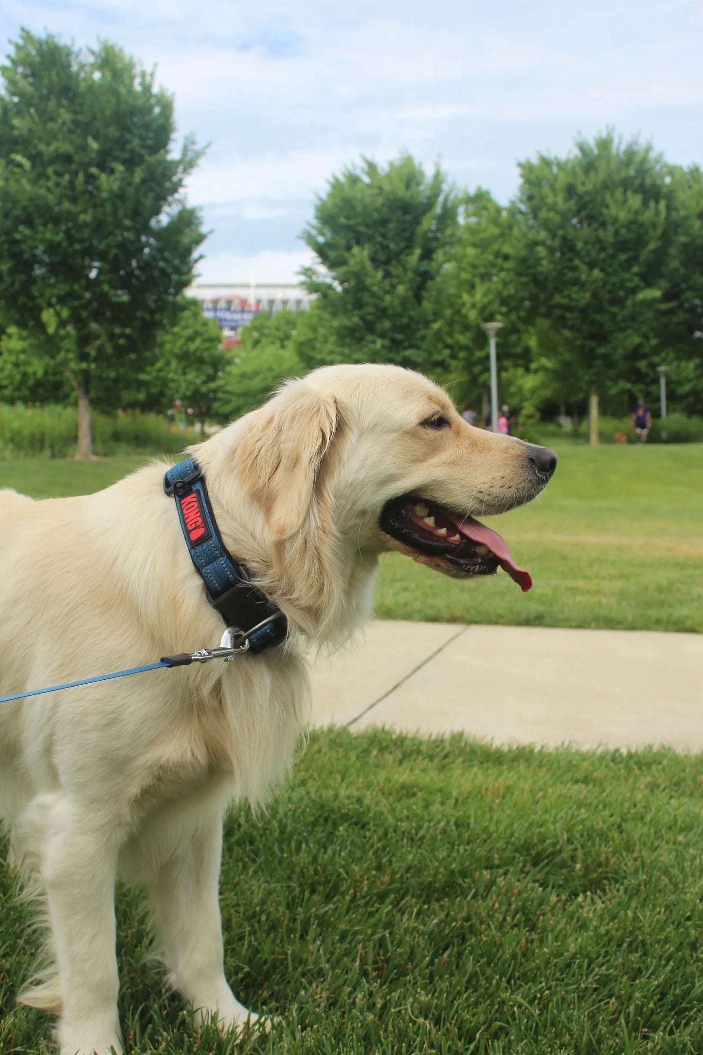 KONG Adjustable Collar Blue