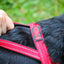 KONG Norwegian Harness Red
