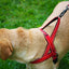 KONG Norwegian Harness Red