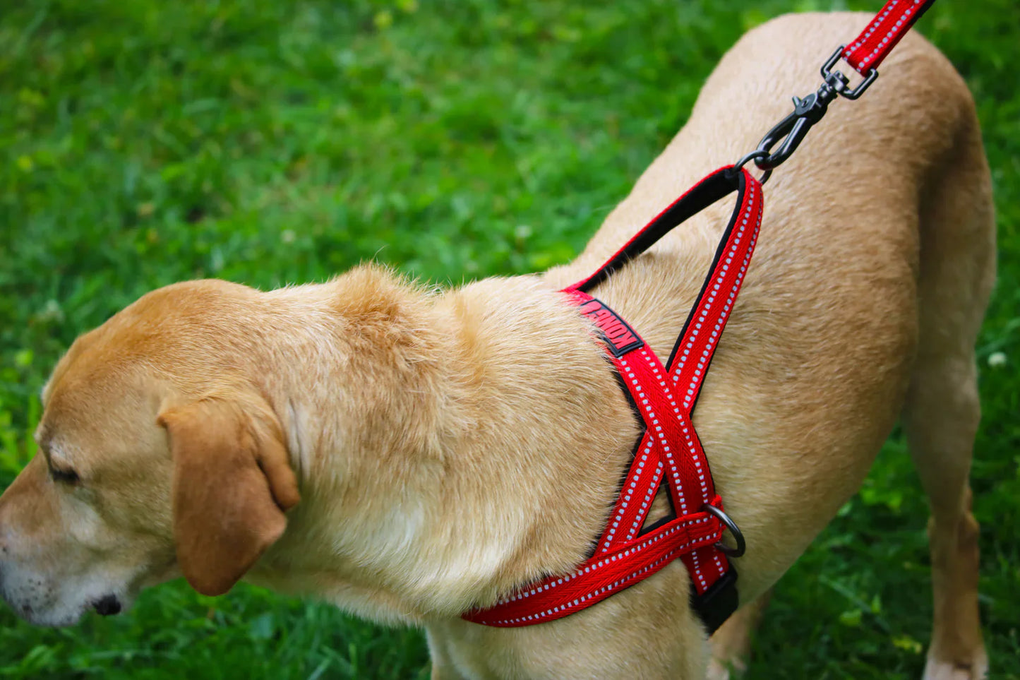 KONG Norwegian Harness Red