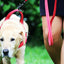 KONG Norwegian Harness Red