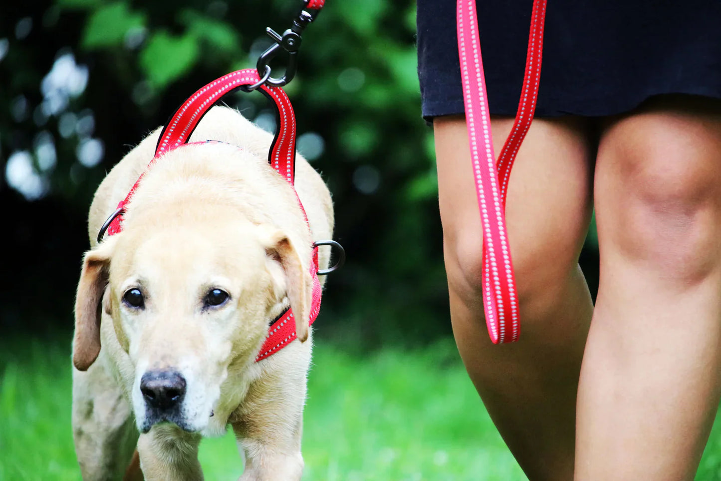 KONG Norwegian Harness Red