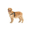Julius-K9 IDC Belt Harness Black & Grey