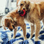KONG Ring - Ormskirk Pets