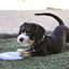 KONG Puppy Flyer - Ormskirk Pets