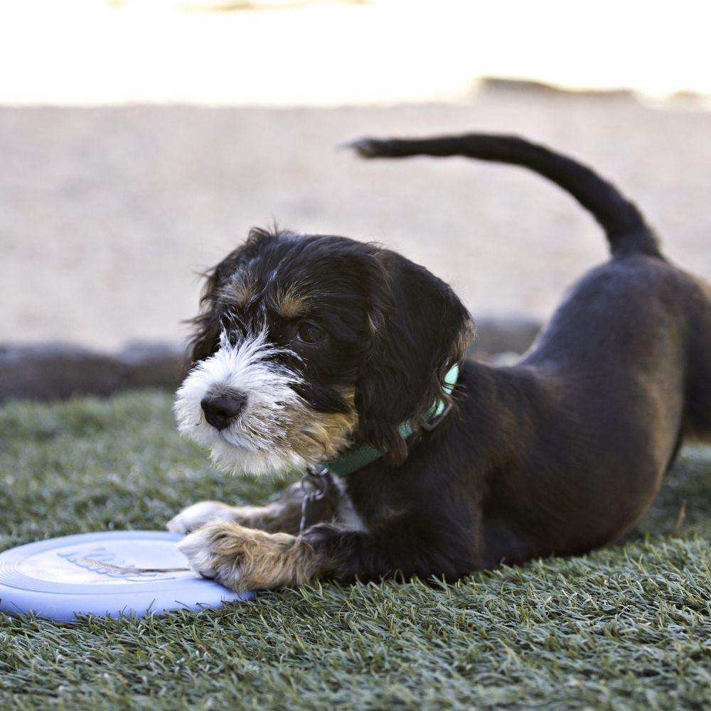KONG Puppy Flyer - Ormskirk Pets