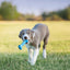 KONG Puppy Goodie Bone - Ormskirk Pets
