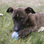 KONG Puppy Ball - Ormskirk Pets
