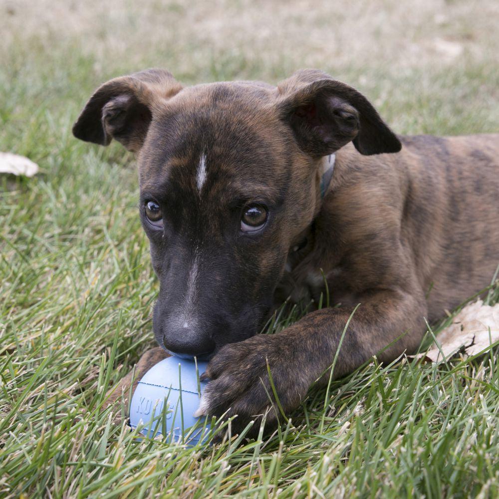 KONG Puppy Ball - Ormskirk Pets
