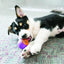 KONG Squeezz Action Red - Ormskirk Pets