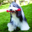 KONG Squeezz Ball - Ormskirk Pets