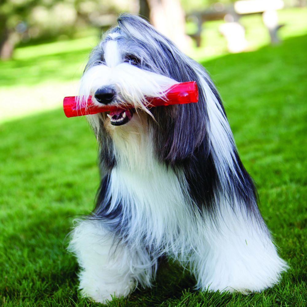 KONG Squeezz Ball - Ormskirk Pets