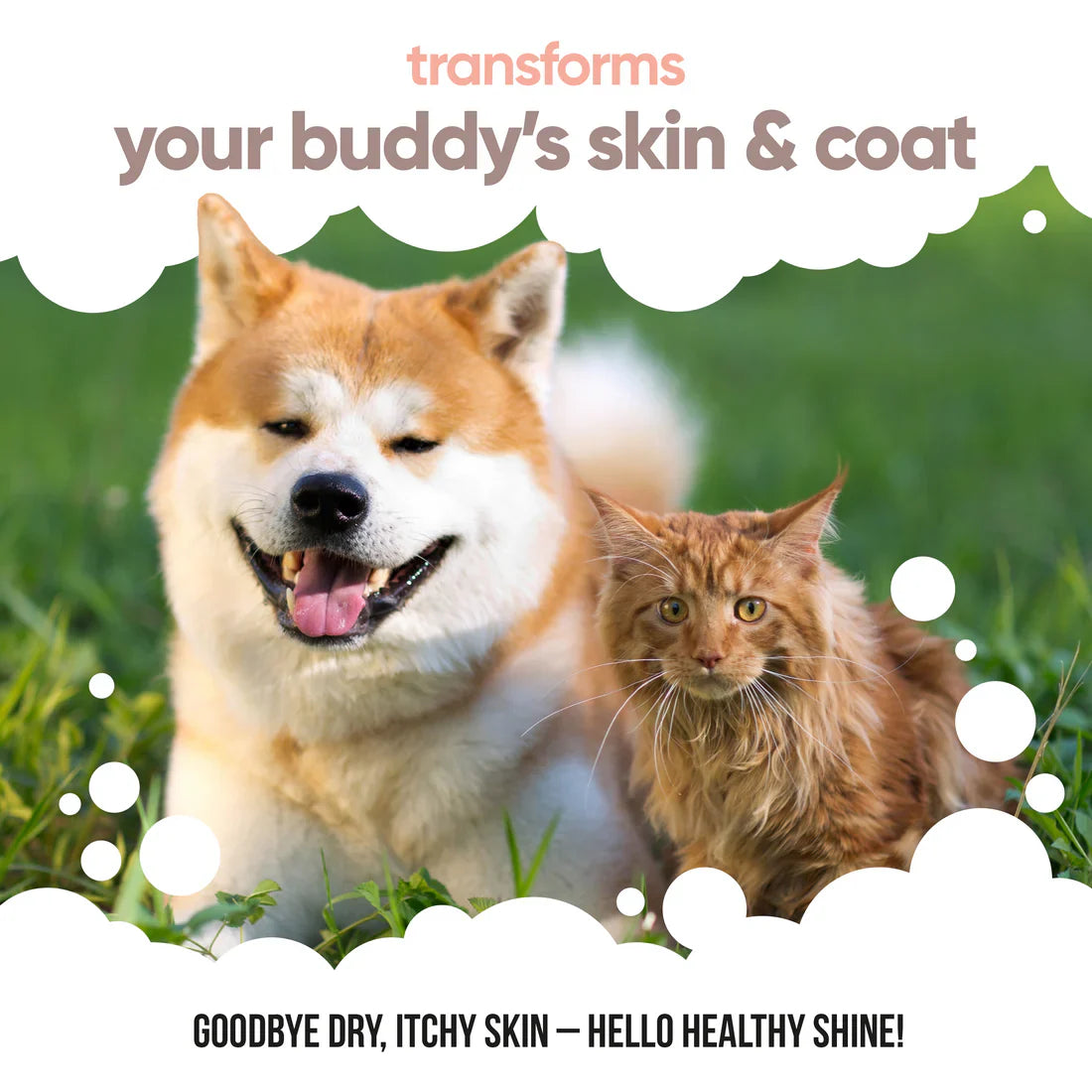 Buddycare Salmon Oil