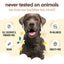 Buddycare Dog Shampoo Vanilla & Shea Butter