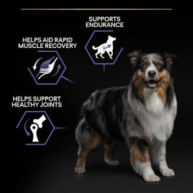 Pro Plan Dog All Sizes Adult Performance With Optipower Chicken Dry Food 14Kg - Ormskirk Pets