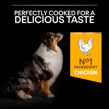 Pro Plan Dog Medium & Large Adult 7+ With Optiage Chicken Dry Food 14Kg - Ormskirk Pets