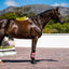 EQUILIBRIUM TRI-ZONE BRUSHING BOOTS BLACK/FLUORESCENT PINK