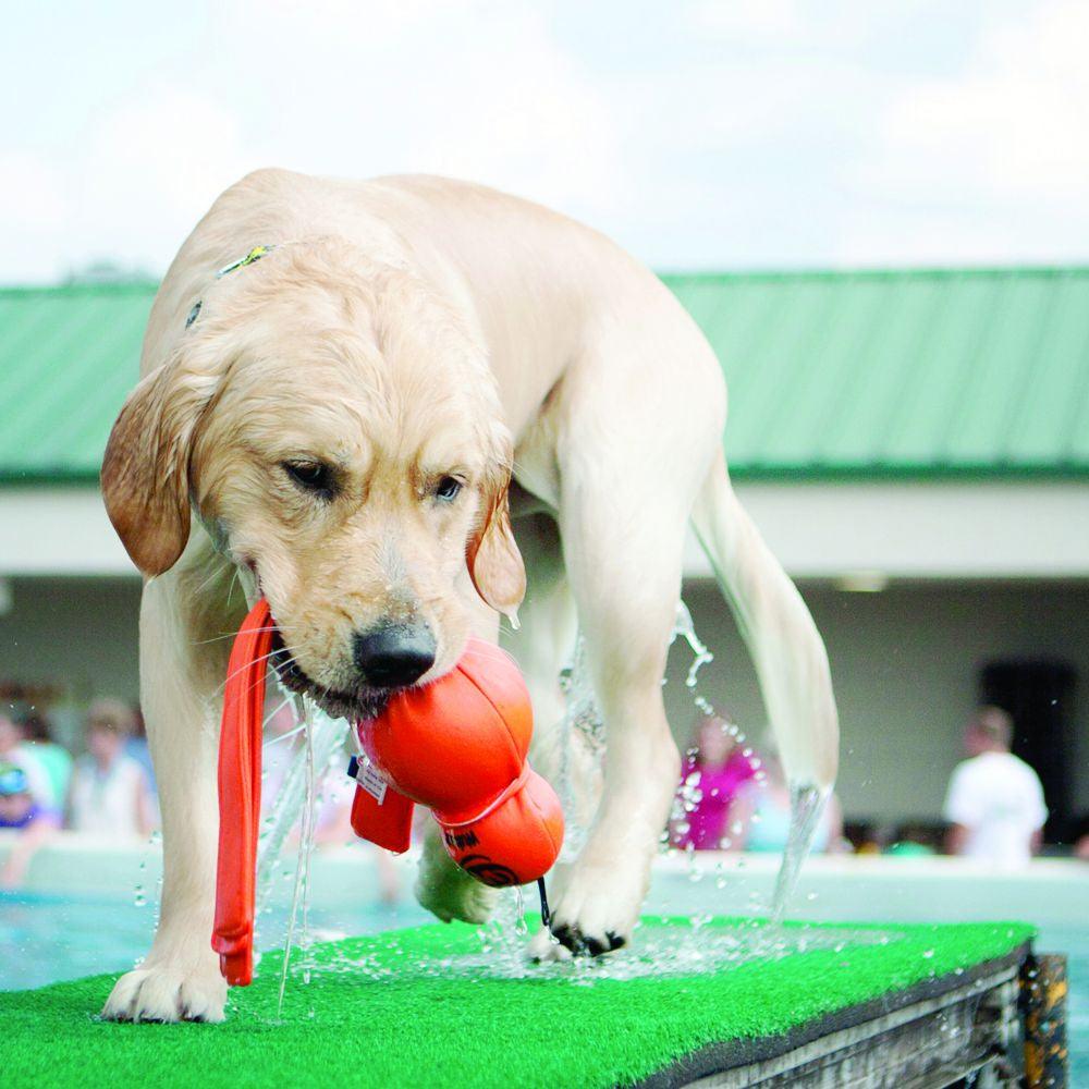 KONG Wet Wubba - Ormskirk Pets
