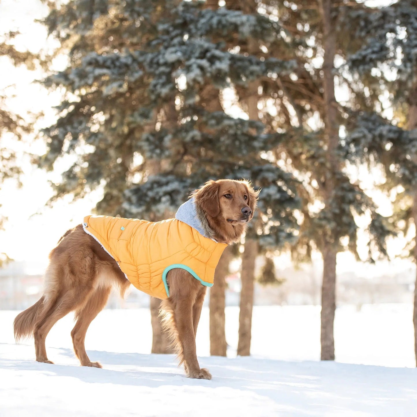 GF Pet Elasto-Fit Winter Sailor Parka Yellow