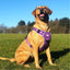 HugglePets Activity and Travel Harness Blue