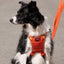 Company Of Animals Halti No Pull Harness Orange