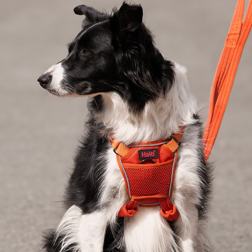 Company Of Animals Halti No Pull Harness Orange