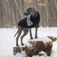GF Pet Fuzzy Sweater Black