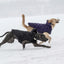 GF Pet Elasto-Fit Cloud Parka Black