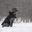 GF Pet Elasto-Fit Cloud Parka Black