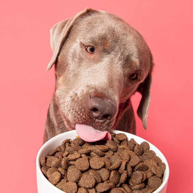 Pooch & Mutt Primal Wild Boar High Meat Dry Food - Regular Kibble